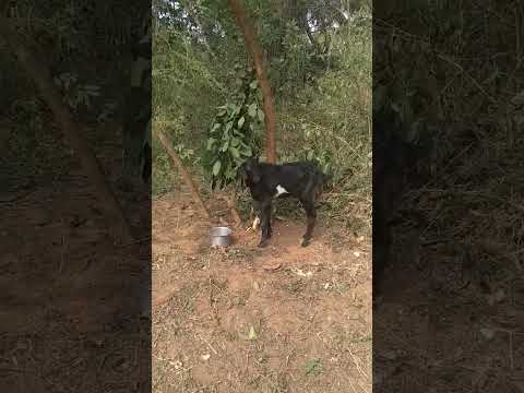 మేక 😃😃😃