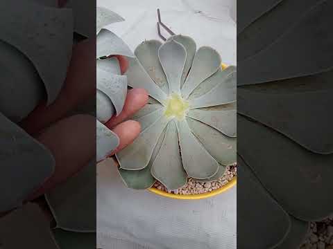echeveria runyonii decapitación. tambien conocida como runyonii San carlos
