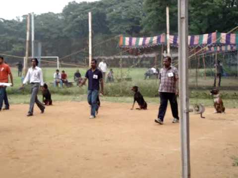 Solomon Dog Training Academy - 05