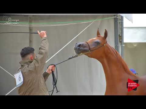 N.6 MEIA LUNA - Bergamo 2017 - Yearling Fillies (Class 1A)