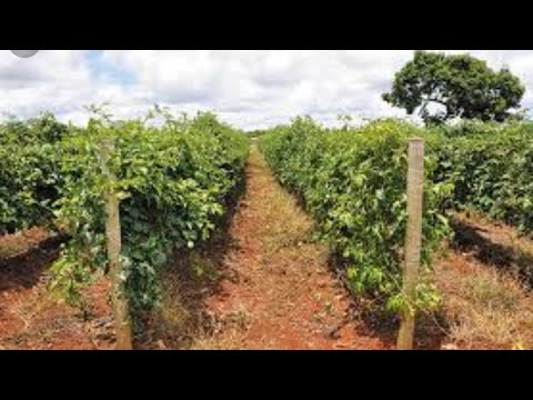 QUER PLANTAR MARACUJÁ? Aprenda a fazer a cerca de sustentação.