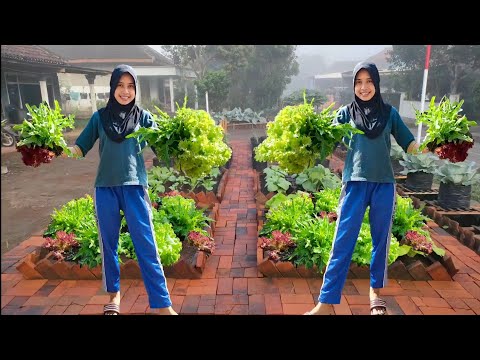 , title : 'cara menanam 3 jenis selada di raised bed  || planting and harvesting lettuce in the yard'