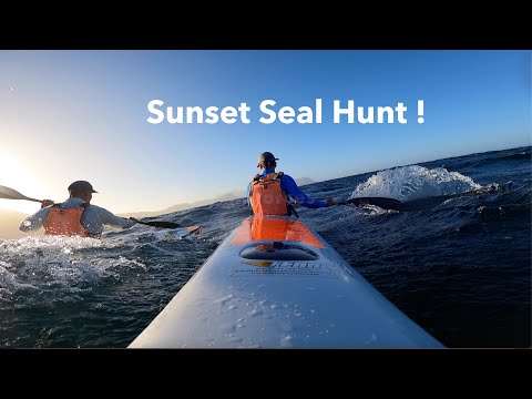 SURF-SKI: Sunset Seal Hunt (Millers #85)