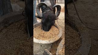 My buffalo eats nutritious food with satisfaction #my #buffalo #food #eat