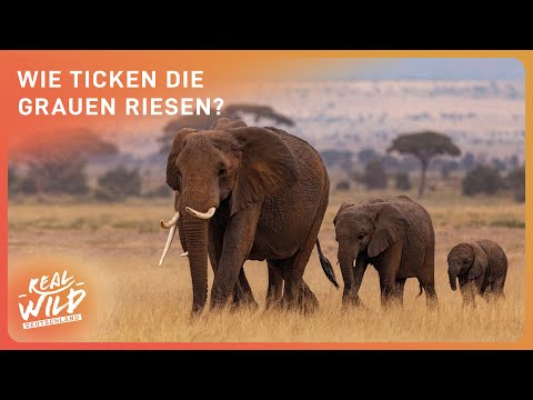 Die mächtigen Elefanten hautnah erleben