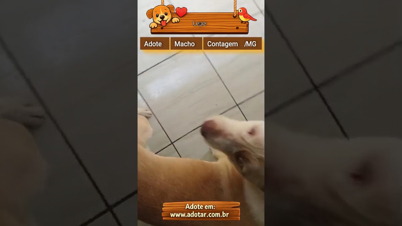 Cachorro raça SRD-ViraLata idade 1 ano nome Lupe