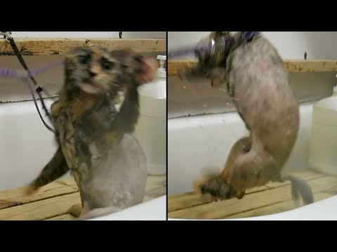 Cat Goes Crazy During Bath