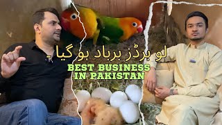 Best business in Pakistan lovebirds Farming Courtesy Sir Danish