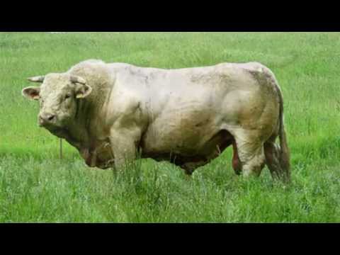 Bull Sounds and Pictures For Learning