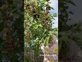Mulberry Picking from our Everbearing Dwarf Mulberry Tree