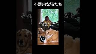 不器用だけど、かわいい猫