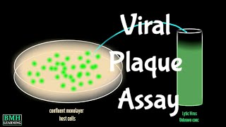 Viral Plaque Assay | Virus Quantification Using Plaque Assay |