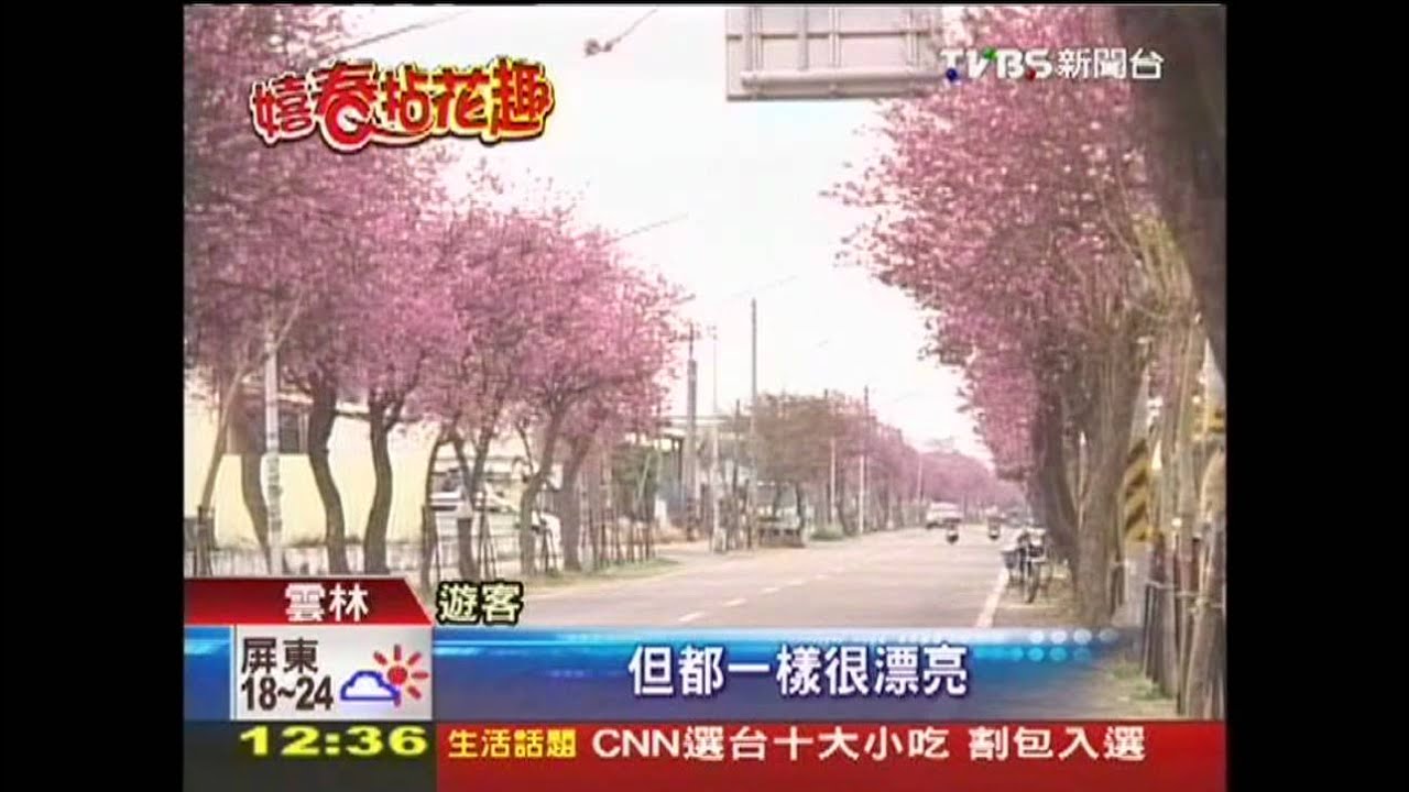 賞櫻花不必跑遠! 土庫街道印度櫻綻放