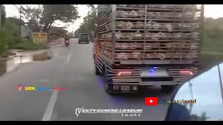 Download lagu senja bersama spesialis ayam balap🔥 mp3