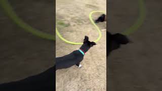 Video preview image #1 Mutt Puppy For Sale in Holly Springs, NC, USA