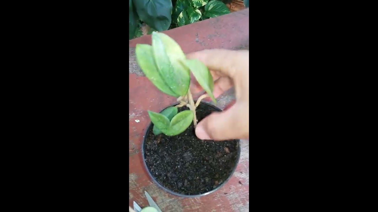 Como fazer mudas de flor de cera.