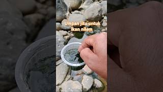 Download lagu Umpan jitu untuk ikan nilem di air jernih, lumut halus yg menempel dibatu sangat gacor!!!! mp3