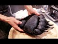 Japanese Food GIANT BEAR PAW Tokyo Japan