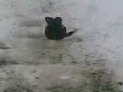 my brother tries t sled