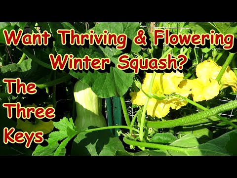 , title : '3 Tips for Successful Winter Squash Heavy Production: Pumpkins, Butternut, Acorn, Spaghetti - Water!'