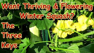 3 Tips for Successful Winter Squash Heavy Production: Pumpkins, Butternut, Acorn, Spaghetti - Water!