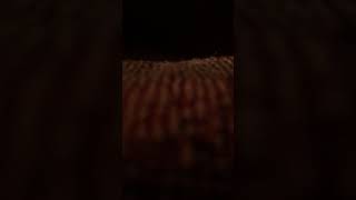 Johnny Flynn Song with no Name song