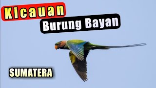 Download lagu suara burung bayan mp3