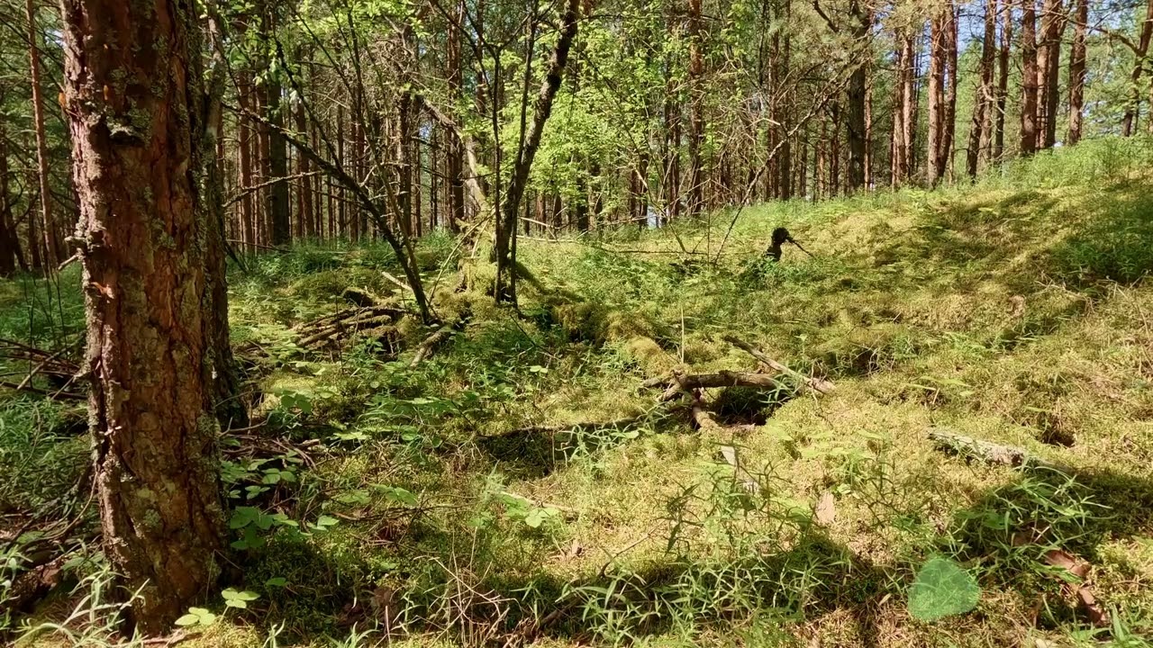 Unlock Mindfulness: Discover Headspace Promo Codes, headspace promo code