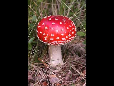 Dəyirman, Elşad Xose, Anar Nağılbaz - Göbələk