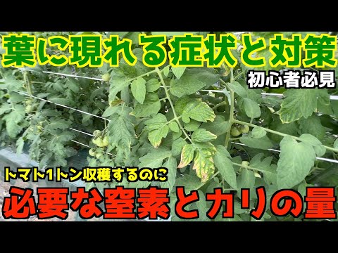 トマトの葉をいつ切るか、どの部分を剪定すれば結果が期待できるか