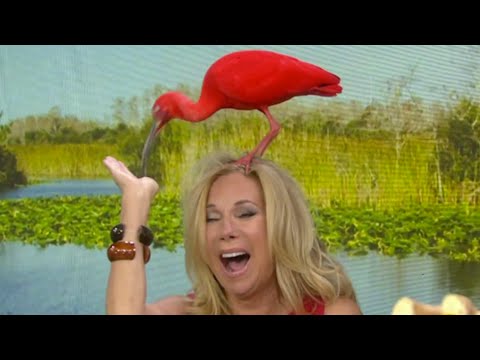 Bird Gets Wild On Kathie Lee's Head | TODAY
