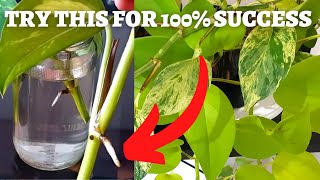 Pothos propagation in water from cuttings #Moneyplant