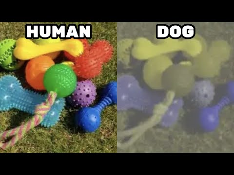 How Dogs REALLY See The World (& Other Misconceptions)