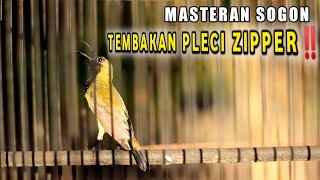 Download lagu MASTERAN SOGON ISIAN PLECI ZIPPER‼️SANGAT COCOK UNTUK IJOAN DAN TROTOL❗ mp3