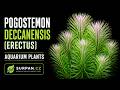 Pogostemon erectus