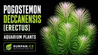 Pogostemon erectus