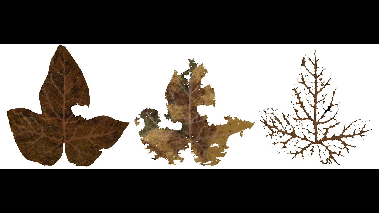 Aula 6. 2- Decomposição e mudanças nos ecossistemas