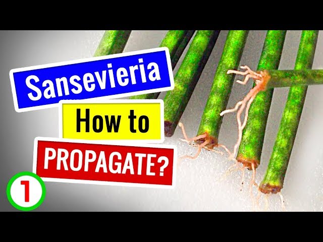 Video Pronunciation of sansevieria in English