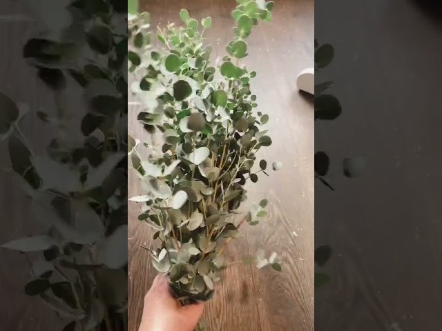 Vídeo relacionado con Genérico Flores 3 Unidades de 50 cm Flores Artificiales de Cala, para Hogar, Bodas, Fiestas, Oficinas, Balcones y Jardines (3, Eucalito Azul)