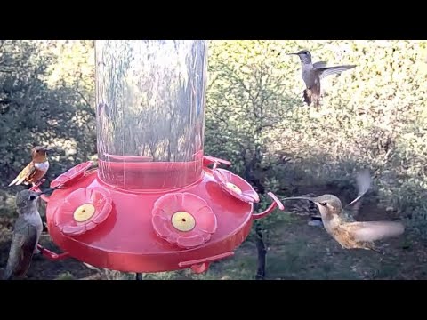 Female Lucifer Hummingbirds Have Bills That Stand Out – Aug. 17, 2023
