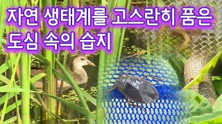 생태계의 보고 : 신천, 백석제, 김포공항 습지 [녹색의 꿈] / YTN 사이언스