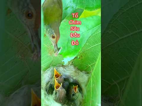 Tổ chim sâu đầu đỏ #tochim  #chimnon  #chimsau
