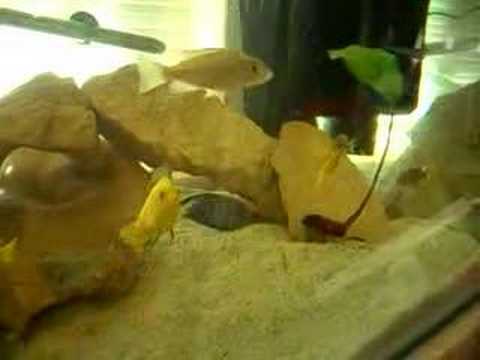 Electric Blue Breeding on 09/06/2007 version 2