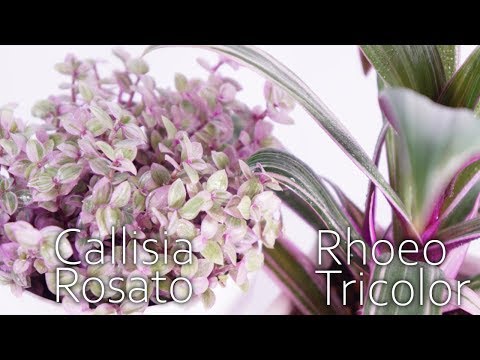 ツユクサ科 - 定義