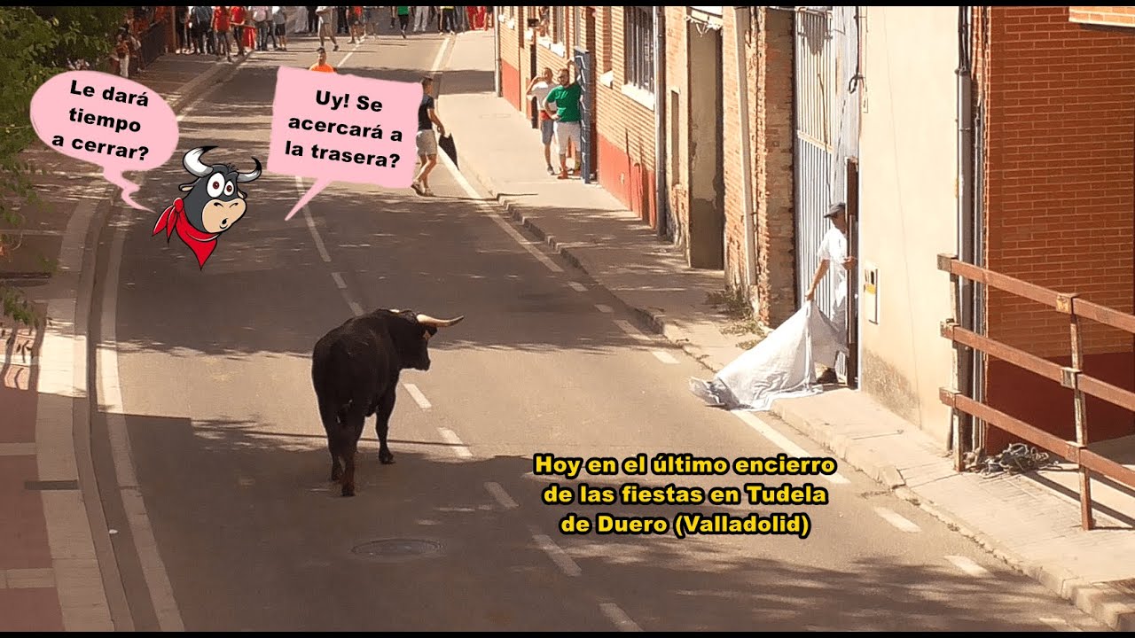 Tudela de Duero (Va). Último encierro urbano. Fiestas 18/8/2022