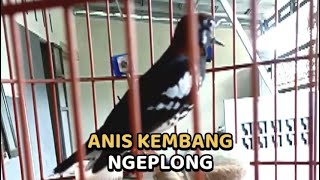 Download lagu ANIS KEMBANG NGEPLONG COCOK UNTUK PANCINGAN BIAR CEPAT GACOR mp3