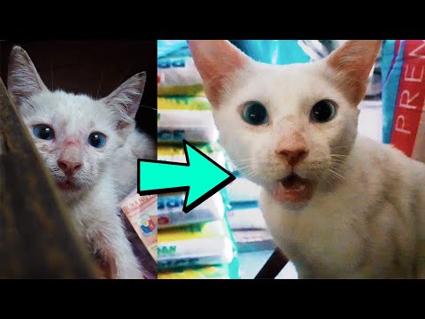 This is why you should spayed/neuter your cat