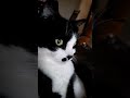 Sweet Tuxedo And Tabby Cat YouTubeShorts Shorts
