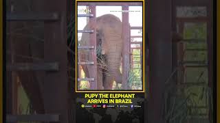 Elephant Completes Trip From Argentina, Begins New Life In Brazilian Sanctuary | WION Shorts