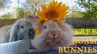 life with free roam bunnies
